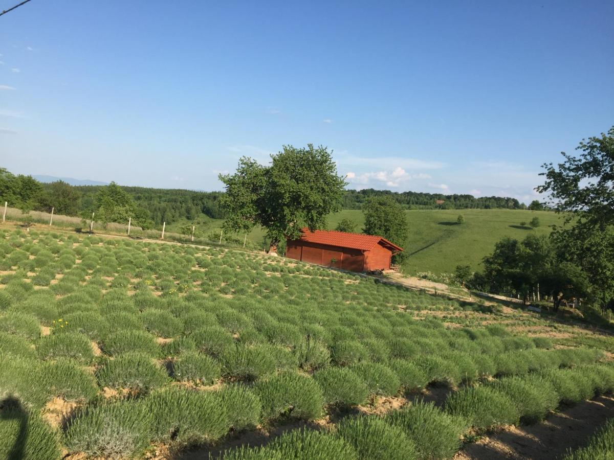 Rose Hip Hill Farm Bed & Breakfast Valea Tirnei Luaran gambar