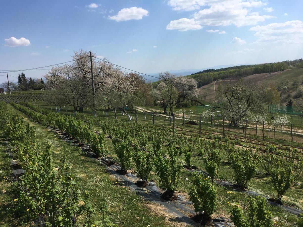 Rose Hip Hill Farm Bed & Breakfast Valea Tirnei Luaran gambar